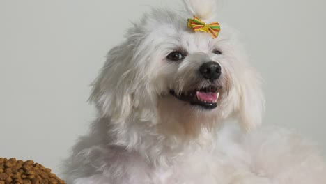 Little-Poodle-Dog-Pet-With-Bowl-Of-Food