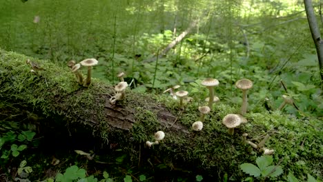 Lots-of-white-mushrooms-popping-out-of-the-old-lying-trunk-FS700-Odyssey-7Q-4K