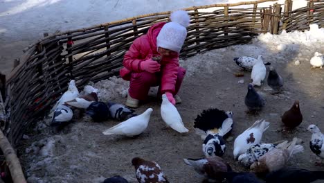 Niña-alimentando-palomas-domésticas.-Las-palomas-comen-grano-cerca-de-la-chica.-La-chica-está-contenta-con-este-trabajo.-Día-frío-de-primavera.