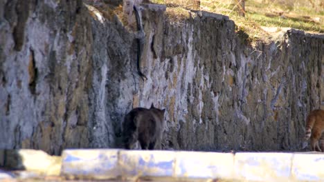 Homeless-Cats-on-the-Street-in-Early-Spring