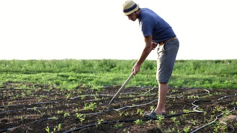 Agricultor-elimina-las-malas-hierbas-por-azada-en-campo-del-maíz-con-crecimiento-joven-organick-eco-Farm