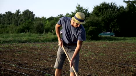 Farmer-removes-weeds-by-hoe-in-corn-field-with-young-growth-at-organick-eco-farm