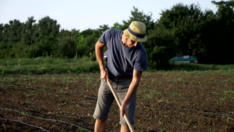 Landwirt-entfernt-Unkraut-durch-Hacke-im-Maisfeld-mit-Jungtiere-bei-Organick-Öko-Bauernhof