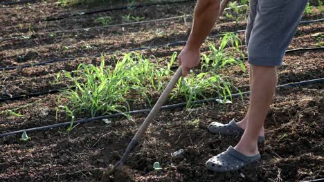 Landwirt-entfernt-Unkraut-durch-Hacke-im-Maisfeld-mit-Jungtiere-bei-Organick-Öko-Bauernhof