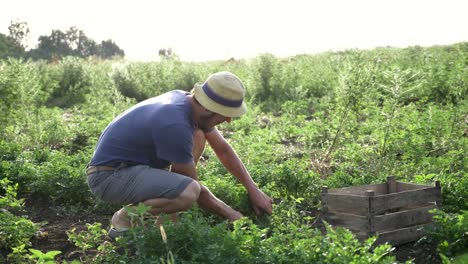 Farmer-in-hat-harvesting-fresh-parsley-by-knife-on-the-field-of-organic-eco-farm