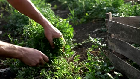 Farmer-in-hat-harvesting-fresh-parsley-by-knife-on-the-field-of-organic-eco-farm