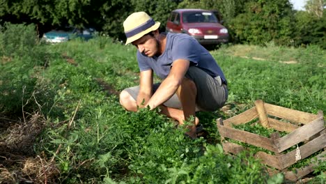 Farmer-in-hat-harvesting-fresh-parsley-by-knife-on-the-field-of-organic-eco-farm