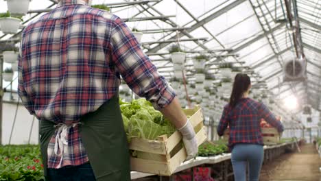 Following-Shot-of-Two-Professional-Farmers/Gardeners-Walking-in-Industrial-Greenhouse-while-Carrying-Boxes-with-Tomatoes-and-Lettuce.