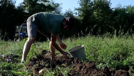 Young-farmer-harvesting-potatoes-in-bucket-on-the-field-at-organic-farm