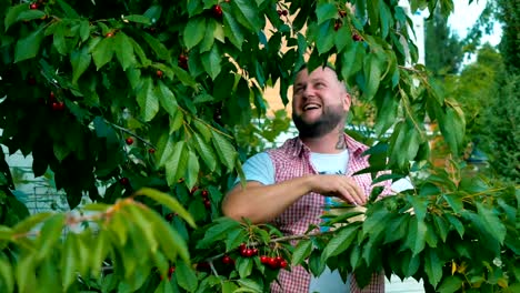 Junger-Mann-sammelt-die-Kirschen-aus-einem-Baum