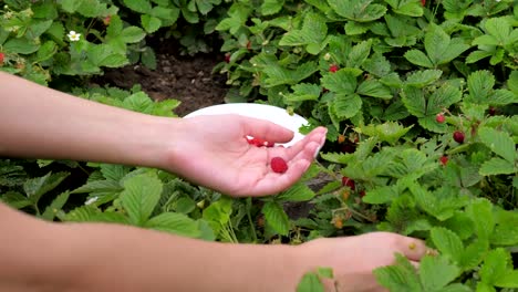 Die-Hände-von-Frauen-sammeln-reife-Erdbeeren