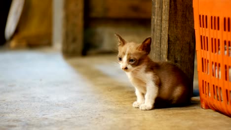 Gris-perdida-gatito-sentado-en-el-suelo-en-el-mercado-de-noche