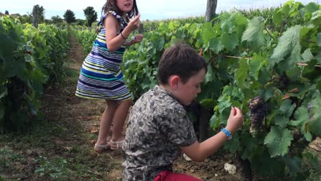 Kleine-Jungen-und-Mädchen,-die-Trauben-in-einem-französischen-Weinberg-Kommissionierung