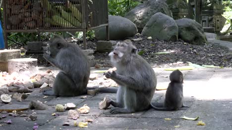 El-macaco-cangrejo-comer,-Macaca-fascicularis,-también-conocido-como-el-macaco-de-cola-larga,-Sangeh-Monkey-bosque-Bali