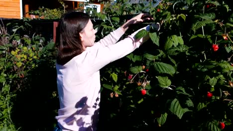 Young-brunette-woman-eats-raspberries,-tearing-it-from-the-bushes-in-the-country.