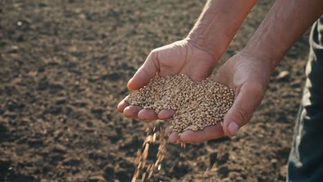 Grain-in-the-hand-of-a-farmer-on-the-background-of-the-earth,-wheat-is-poured-through-the-fingers-of-a-man-in-the-field