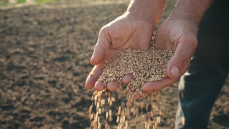 El-grano-está-en-manos-del-granjero,-trigo-se-vierte-a-través-de-los-dedos-del-hombre-en-el-campo