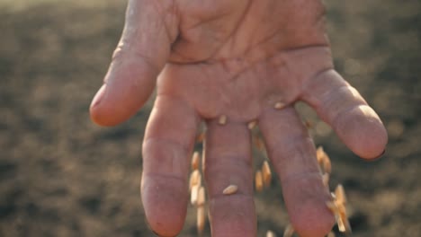 Grain-in-the-hand-of-a-farmer-on-the-background-of-the-earth,-wheat-is-poured-through-the-fingers-of-a-man-in-the-field