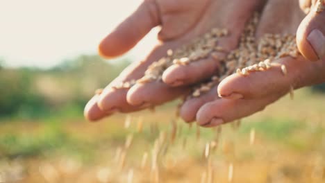 Grano-en-la-mano-de-un-granjero-contra-el-fondo-del-campo,-el-trigo-se-vierte-a-través-de-los-dedos-de-un-hombre