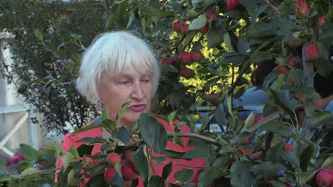Ältere-Frau-im-Apfelgarten-unter-Obstbäumen-im-Garten-Landschaft
