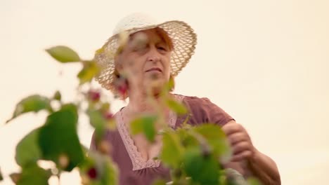 An-elderly-woman-collects-raspberries-at-sunset.-Organic-food.