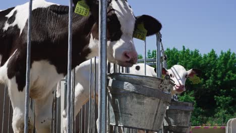 Calves-eat-from-buckets