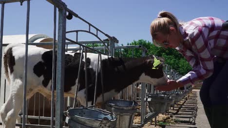 Blond-lady-is-feeding-little-calf-at-the-farm