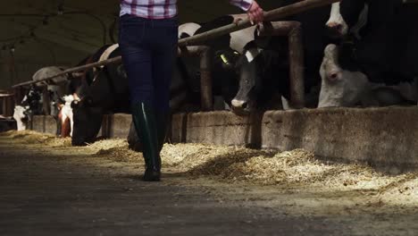 Trabajadora-camina-cerca-de-las-vacas-en-la-granja