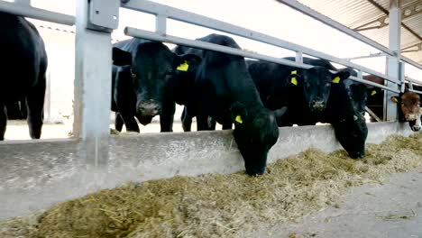 Agricultura-Ganadería-granja-o-rancho.-un-gran-establo,-granero.-Fila-de-vacas,-raza-pura-negro-grande,-toros-de-cría-comer-heno