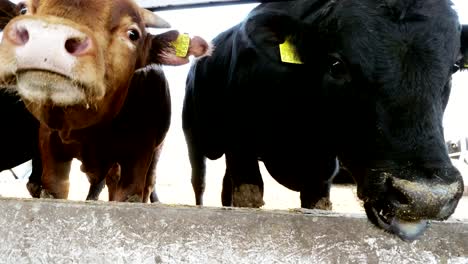 Close-up.-toros-jóvenes-mastican-heno.-moscas-a-volar-alrededor.-Fila-de-vacas,-raza-pura-negro-grande,-toros-de-cría-comer-heno.-Agricultura-Ganadería-granja-o-rancho.-un-gran-establo,-granero