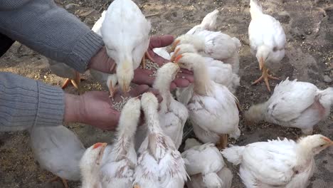 Detail-of-baby-chicken-nibble-from-peasant-hands,-close-up,-farming-scenery