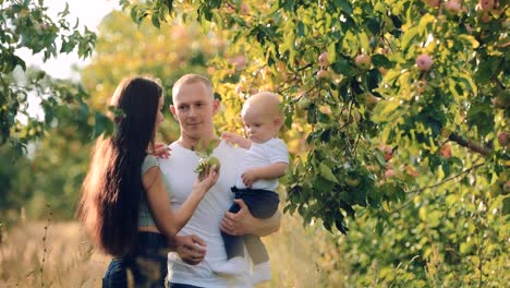 Familia-en-huerto-de-manzanos.-Felices-padres-jóvenes-con-un-niño