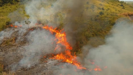 Feuer-in-einem-tropischen-Busch