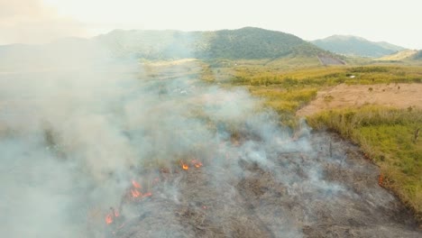 Feuer-in-einem-tropischen-Busch