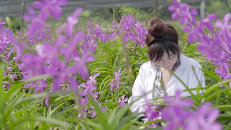 Orquídea-investigadores-están-trabajando-en-el-jardín-de-orquídeas.-Asia-Tailandia