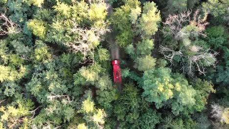 Vista-superior-de-los-aviones-no-tripulados-para-la-conducción-de-carro-rojo-fuego-a-lo-largo-de-la-carretera-en-un-bosque-de-pinos