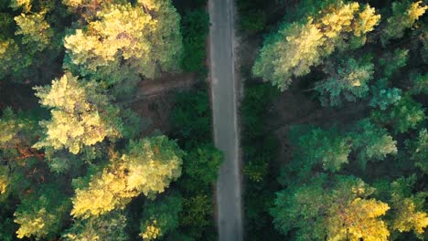 Top-view-Flying-over-Old-Patched-Forest-Road.-Woods-growing-both-sides