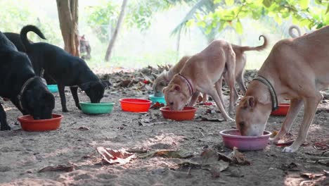 Alimentación-en-perrera.-Perros-hambrientos-comen-su-comida-en-el-Santuario-de-perro