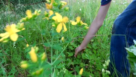 Junge-Teenager-sammelt-Reife-Erdbeere.-Junge-sammelt-Beeren-am-Rande-des-Waldes.