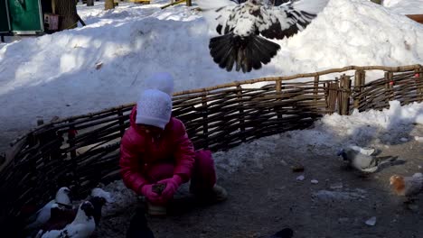 Niña-alimentando-palomas-domésticas.-Las-palomas-comen-grano-cerca-de-la-chica.-La-chica-está-contenta-con-este-trabajo.-Día-frío-de-primavera.