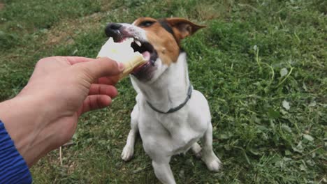 kleine-Hunderassen-Jack-Russell-Terrier-isst-Eis