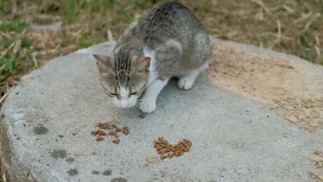 Graue-Katze-mit-einer-weißen-Schnauze-frisst-Trockenfutter-schnell-auf-der-Straße