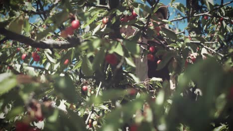 4K-Sommer-Schuss,-Frau-in-Kirschbaum