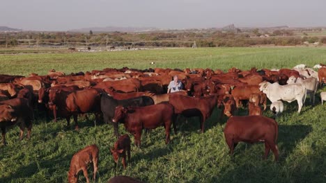 Elderly-farmer-checking-on-free-range-cattle-with-a-tablet