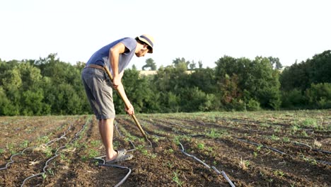 Agricultor-elimina-las-malas-hierbas-por-azada-en-campo-del-maíz-con-crecimiento-joven-organick-eco-Farm