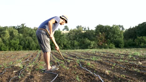 Farmer-removes-weeds-by-hoe-in-corn-field-with-young-growth-at-organick-eco-farm