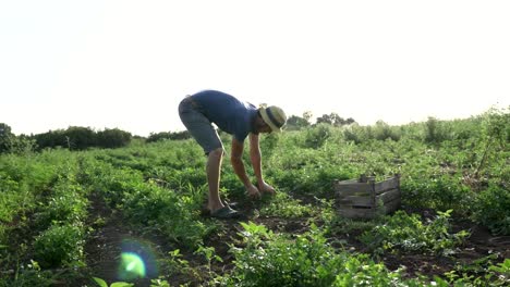 Farmer-in-hat-harvesting-fresh-parsley-by-knife-on-the-field-of-organic-eco-farm