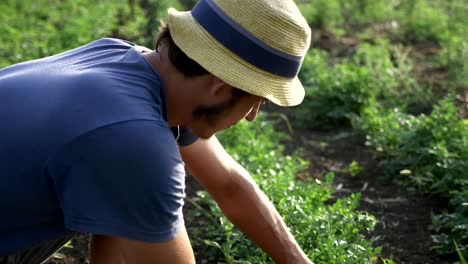 Farmer-in-hat-harvesting-fresh-parsley-by-knife-on-the-field-of-organic-eco-farm