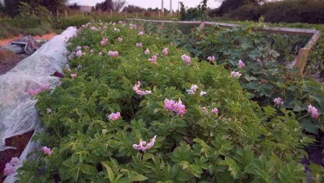 Potato-Plants-Blossoming-dolly-shot-4K-UHD