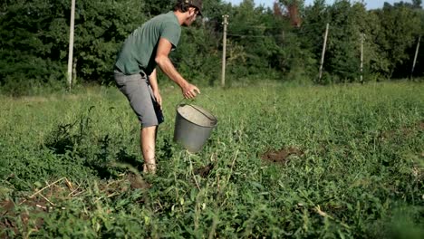 Young-farmer-harvesting-potatoes-in-bucket-on-the-field-at-organic-farm